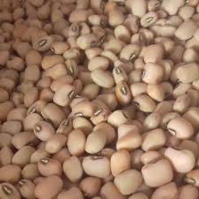 لوبیا گندمی فله